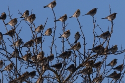 Drozd kvíčala  ( Turdus pilaris )