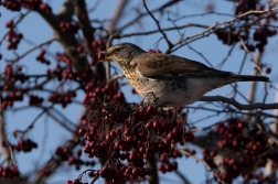 Drozd kvíčala  ( Turdus pilaris )