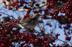 Drozd kvíčala  ( Turdus pilaris )