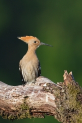 Dudek chocholatý  ( Upupa epops )