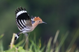 Dudek chocholatý  ( Upupa epops )