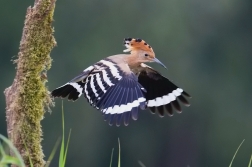 Dudek chocholatý  ( Upupa epops )