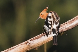 Dudek chocholatý  ( Upupa epops )