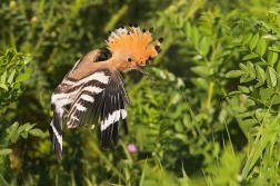 Dudek chocholatý  ( Upupa epops )