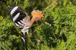 Dudek chocholatý  ( Upupa epops )