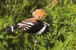 Dudek chocholatý  ( Upupa epops )