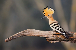 Dudek chocholatý  ( Upupa epops )