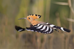 Dudek chocholatý  ( Upupa epops )