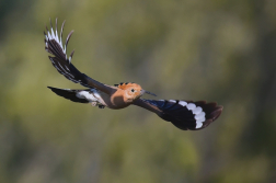 Dudek chocholatý  ( Upupa epops )