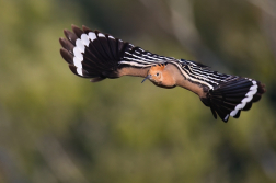 Dudek chocholatý  ( Upupa epops )