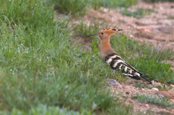 Dudek chocholatý ( Upupa epops )