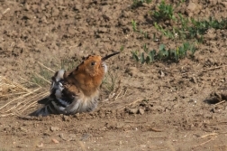 Dudek chocholatý  (Upupa epops )