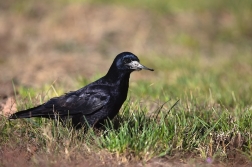 Havran polní  ( Corvus frugilegus )
