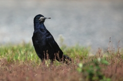 Havran polní  ( Corvus frugilegus )