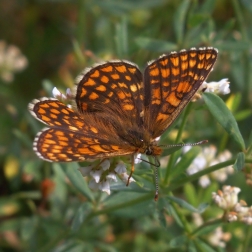 Hnědásek divizňový