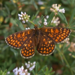 Hnědásek divizňový