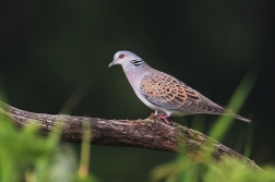 Hrdlička divoká  ( Streptopelia turtur )