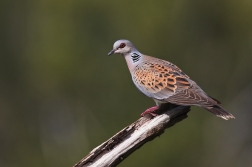 Hrdlička divoká  ( Streptopelia turtur )