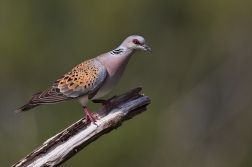 Hrdlička divoká  ( Streptopelia turtur )