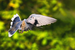 Hrdlička divoká  ( Streptopelia turtur )