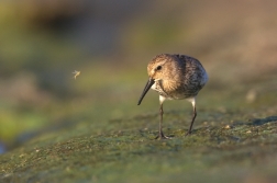 Jespák obecný  ( Calidris  alpina )
