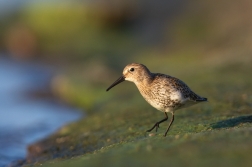 Jespák obecný  ( Calidris  alpina )