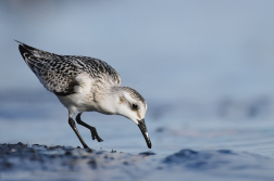 jespák písečný  ( Calidris alba )