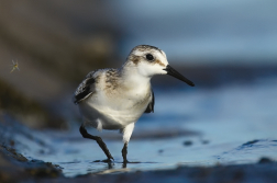 jespák písečný ( Calidris alba )