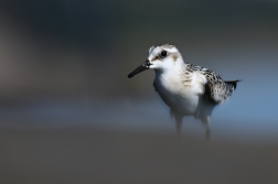 jespák písečný  ( Calidris alba )