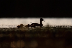 Kachna divoká  ( Anas platxrhynchos )