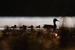 Kachna divoká  ( Anas platxrhynchos )