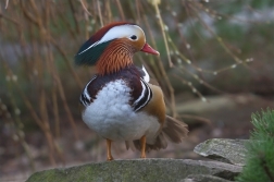 Kachnička mandarinská