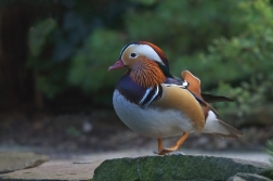 Kachnička mandarinská