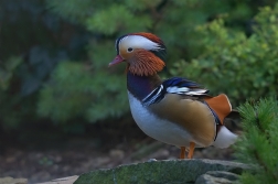 Kachnička mandarinská