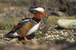 Kachnička mandarinská