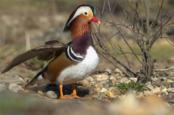 Kachnička mandarinská