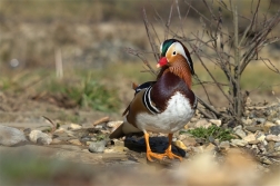 Kachnička mandarinská