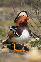 Kachnička mandarinská