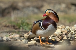 Kachnička mandarinská