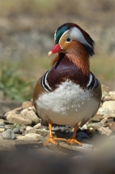 Kachnička mandarinská