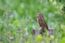 Kalous pustovka  ( Asio flammeus )