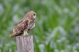 Kalous pustovka  ( Asio flammeus )