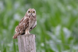 Kalous pustovka  ( Asio flammeus )