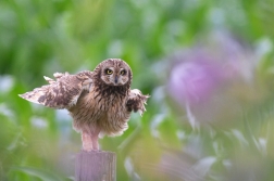 Kalous pustovka  ( Asio flammeus )