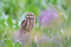 Kalous pustovka  ( Asio flammeus )