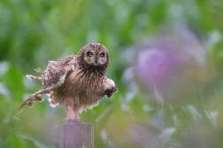 Kalous pustovka  ( Asio flammeus )