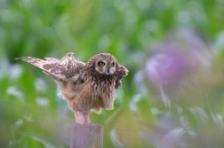 Kalous pustovka  ( Asio flammeus )