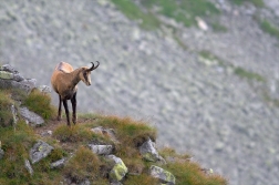 Kamzík horský