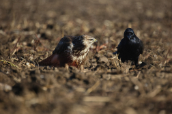 káně lesná a krkavec velký