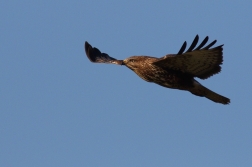 Káně lesní  ( Buteo buteo )
